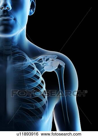 Shoulder bones, computer illustration. View Large Photo Image Stock Photograph - Shoulder bones, computer illustration.. Fotosearch
