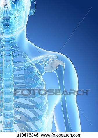 Shoulder bones, computer illustration. View Large Photo Image Stock Photograph - Shoulder bones, computer illustration.. Fotosearch