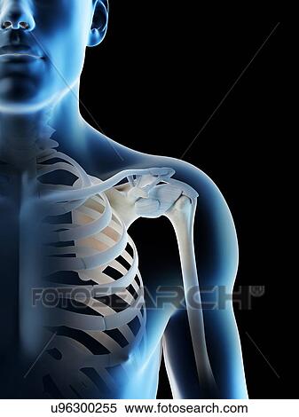 Shoulder bones, computer illustration. View Large Photo Image Stock Photography - Shoulder bones, computer illustration.. Fotosearch