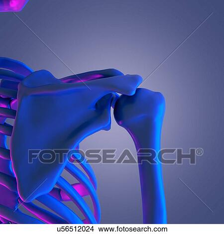Picture - Shoulder bones, illustration. Fotosearch