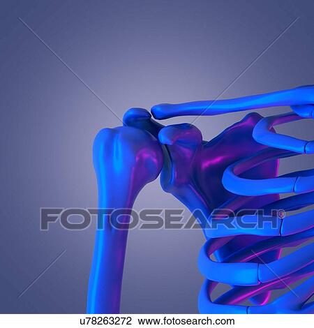 Stock Image - Shoulder bones, illustration. Fotosearch