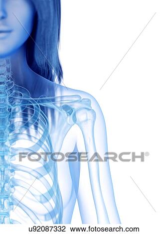 Stock Image - Shoulder bones, illustration. Fotosearch