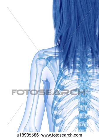 Shoulder bones, illustration View Large Photo Image Stock Photograph - Shoulder bones, illustration. Fotosearch