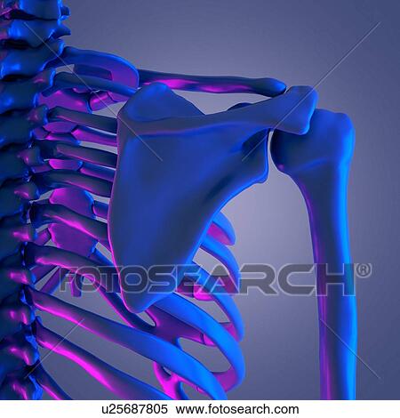 Stock Photography - Shoulder bones, illustration. Fotosearch