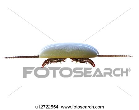 Picture - Sidneyia marine arthropod, computer illustration.. Fotosearch