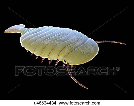 Sidneyia marine arthropod, computer illustration. View Large Photo Image Picture - Sidneyia marine arthropod, computer illustration.. Fotosearch