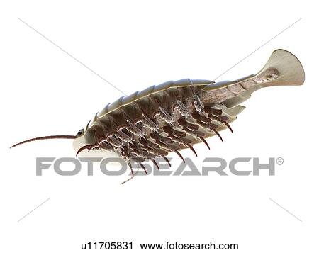 Stock Image - Sidneyia marine arthropod, computer illustration.. Fotosearch