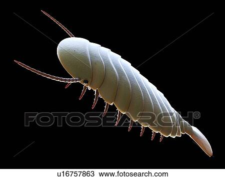 Stock Image - Sidneyia marine arthropod, computer illustration.. Fotosearch
