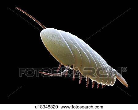 Sidneyia marine arthropod, computer illustration. View Large Photo Image Stock Image - Sidneyia marine arthropod, computer illustration.. Fotosearch