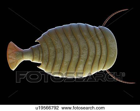 Stock Image - Sidneyia marine arthropod, computer illustration.. Fotosearch