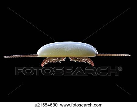 Sidneyia marine arthropod, computer illustration. View Large Photo Image Stock Image - Sidneyia marine arthropod, computer illustration.. Fotosearch