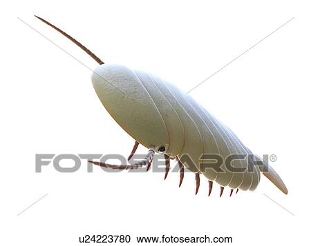 Sidneyia marine arthropod, computer illustration. View Large Photo Image Stock Image - Sidneyia marine arthropod, computer illustration.. Fotosearch