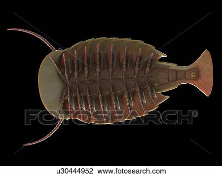 Sidneyia marine arthropod, computer illustration. View Large Photo Image Stock Image - Sidneyia marine arthropod, computer illustration.. Fotosearch