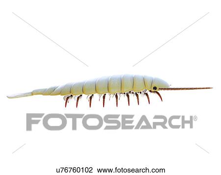 Stock Image - Sidneyia marine arthropod, computer illustration.. Fotosearch