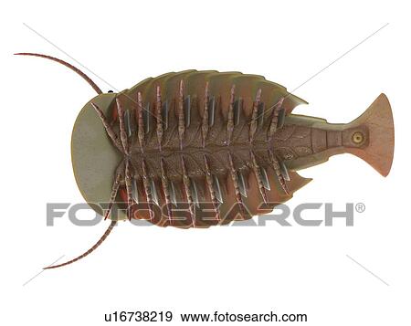 Sidneyia marine arthropod, computer illustration. View Large Photo Image Stock Photo - Sidneyia marine arthropod, computer illustration.. Fotosearch