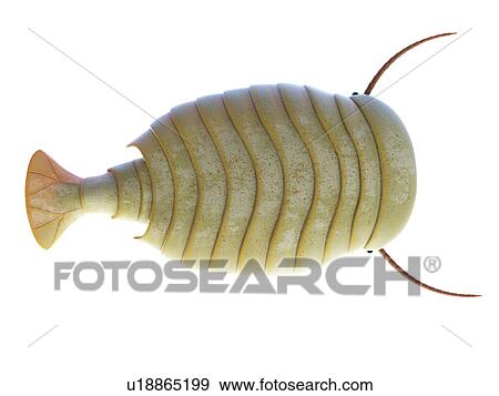 Sidneyia marine arthropod, computer illustration. View Large Photo Image Stock Photo - Sidneyia marine arthropod, computer illustration.. Fotosearch