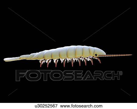 Sidneyia marine arthropod, computer illustration. View Large Photo Image Stock Photo - Sidneyia marine arthropod, computer illustration.. Fotosearch