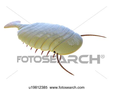 Sidneyia marine arthropod, computer illustration. View Large Photo Image Stock Photography - Sidneyia marine arthropod, computer illustration.. Fotosearch