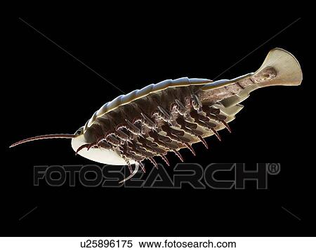 Sidneyia marine arthropod, computer illustration. View Large Photo Image Stock Photography - Sidneyia marine arthropod, computer illustration.. Fotosearch