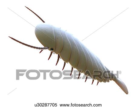 Stock Photography - Sidneyia marine arthropod, computer illustration.. Fotosearch