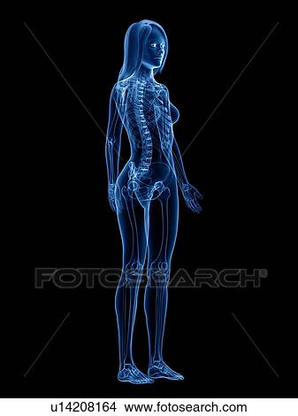 Picture - Skeleton, illustration. Fotosearch