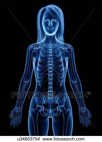 Skeleton, illustration View Large Photo Image Picture - Skeleton, illustration. Fotosearch