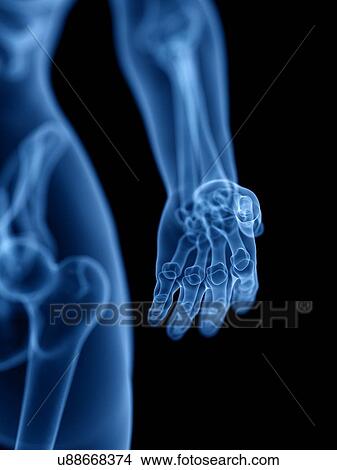 Picture - Skeleton, illustration. Fotosearch
