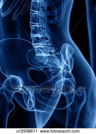 Stock Image - Skeleton, illustration. Fotosearch