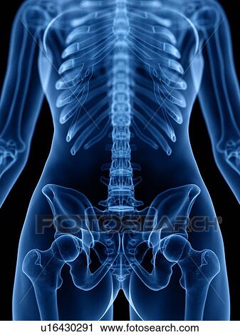 Skeleton, illustration View Large Photo Image Stock Image - Skeleton, illustration. Fotosearch