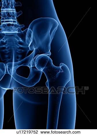 Stock Image - Skeleton, illustration. Fotosearch