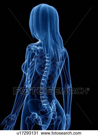 Skeleton, illustration View Large Photo Image Stock Image - Skeleton, illustration. Fotosearch