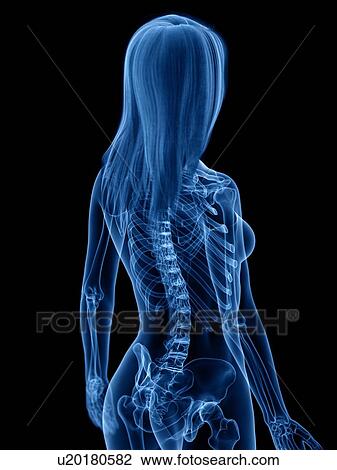 Skeleton, illustration View Large Photo Image Stock Image - Skeleton, illustration. Fotosearch