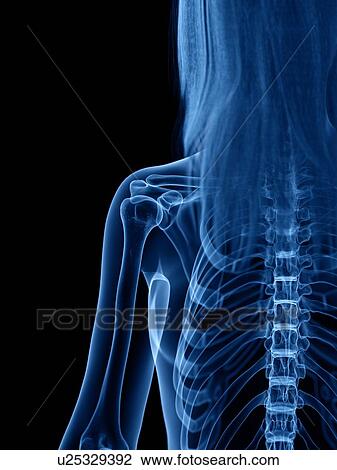 Stock Image - Skeleton, illustration. Fotosearch