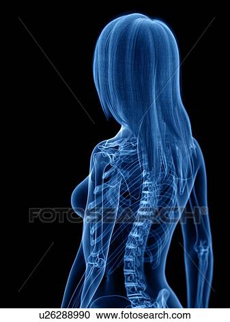 Stock Image - Skeleton, illustration. Fotosearch