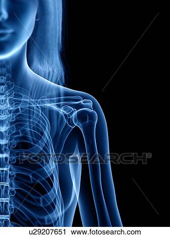 Stock Image - Skeleton, illustration. Fotosearch