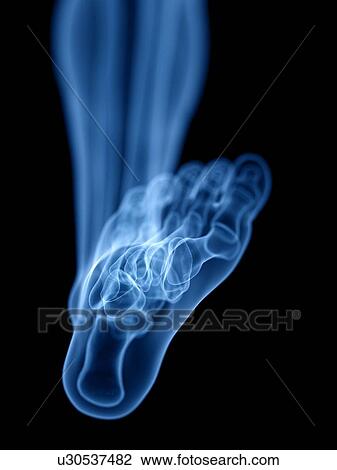 Stock Image - Skeleton, illustration. Fotosearch