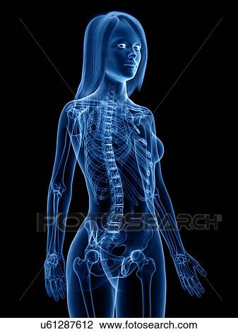 Stock Image - Skeleton, illustration. Fotosearch