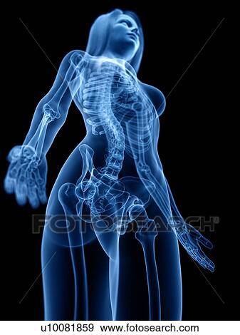 Stock Photo - Skeleton, illustration. Fotosearch