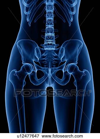 Skeleton, illustration View Large Photo Image Stock Photo - Skeleton, illustration. Fotosearch