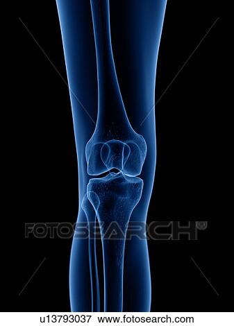 Stock Photo - Skeleton, illustration. Fotosearch