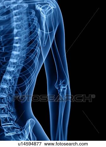 Skeleton, illustration View Large Photo Image Stock Photo - Skeleton, illustration. Fotosearch