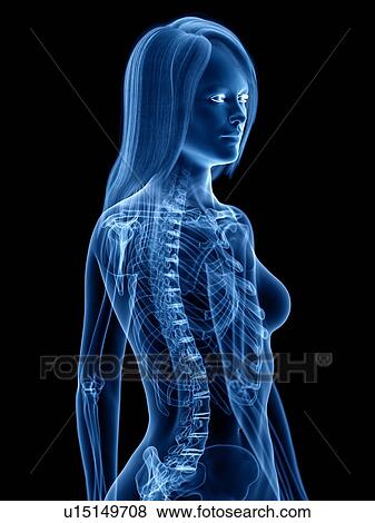 Stock Photo - Skeleton, illustration. Fotosearch