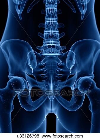 Stock Photo - Skeleton, illustration. Fotosearch