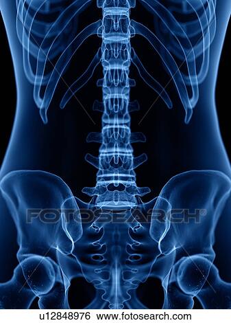 Stock Photograph - Skeleton, illustration. Fotosearch