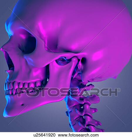 Skull, illustration View Large Photo Image Stock Image - Skull, illustration. Fotosearch