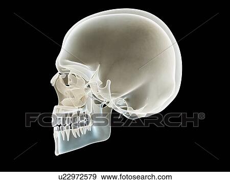 Skull, illustration View Large Photo Image Stock Photo - Skull, illustration. Fotosearch