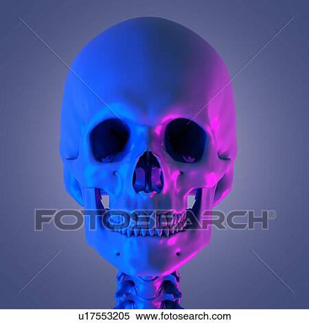 Skull, illustration View Large Photo Image Stock Photography - Skull, illustration. Fotosearch