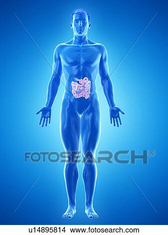Small intestine, computer illustration. View Large Photo Image Picture - Small intestine, computer illustration.. Fotosearch