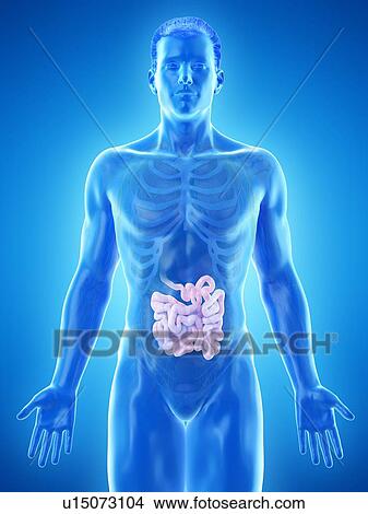 Small intestine, computer illustration. View Large Photo Image Picture - Small intestine, computer illustration.. Fotosearch
