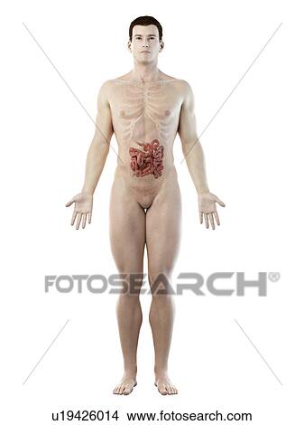 Small intestine, computer illustration. View Large Photo Image Picture - Small intestine, computer illustration.. Fotosearch
